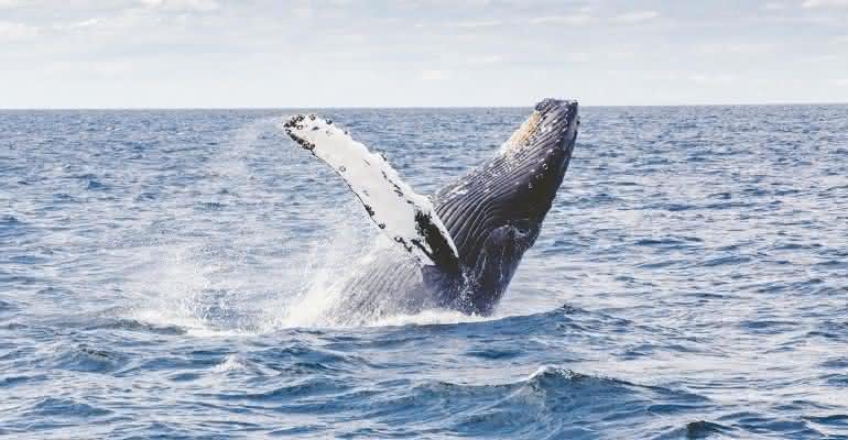 Durante mergulho com baleias, uma mulher acabou sendo "atropelada" por uma delas - Free Photos/Pixabay