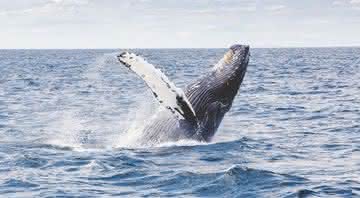 Durante mergulho com baleias, uma mulher acabou sendo "atropelada" por uma delas - Free Photos/Pixabay