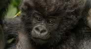 Fotógrafa teve um encontro adorável com um bebê gorila de cabelos cacheados - Instagram