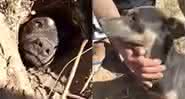 Imagens do resgate do cachorro enterrado vivo em Santa Catarina - Youtube