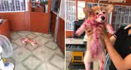 Cachorro dá susto em donos ao aparecer coberto de "sangue" - Reprodução Facebook