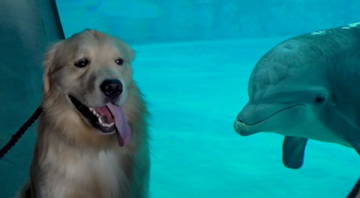 Melhores amigos do aquário - Instagram