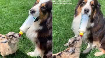 Cachorro faz sucesso ao alimentar filhotinho de cabra com mamadeira - Instagram