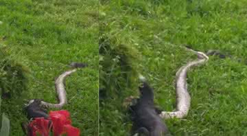 Lagarto-monitor devorando uma cobra - YouTube