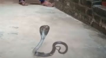Em vídeo, serpente aparece em posição de ataque enquanto homem tenta capturá-la - Reprodução/YouTube