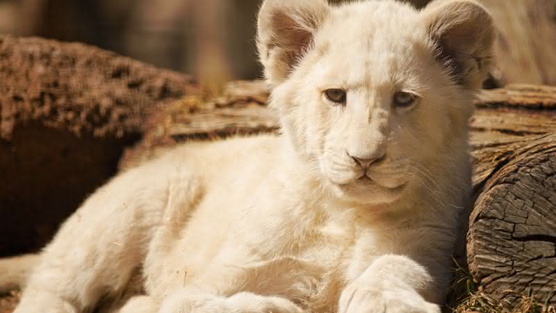 Imagem de um filhote de leão branco - Pixabay