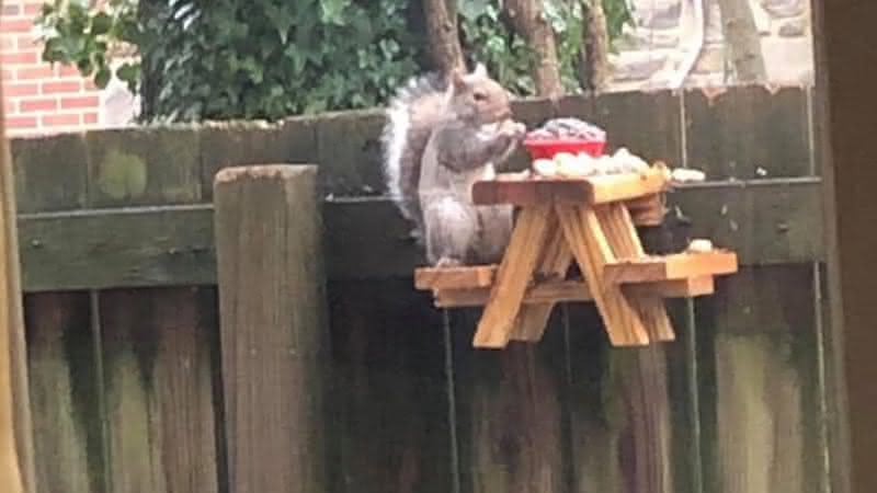 Foto do piquenique feito para o esquilo no quintal - Twitter