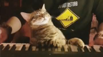Gato em vídeo publicado no perfil de Sarper Duman - Instagram
