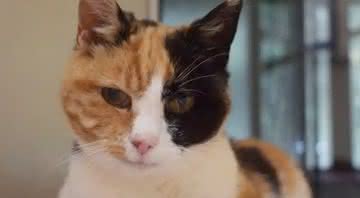 Gato é reencontrado após 12 anos - Cat Protection Gasglow