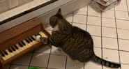 O gato Winslow em vídeo publicado nas redes sociais - Twitter