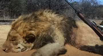 Leão em cativeiro ao ser caçado - Lord Ashcroft on Wildlife/Youtube