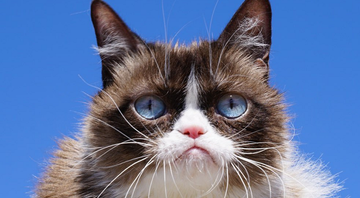 Grumpy Cat. - Reprodução/Twitter