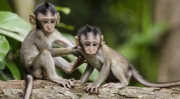 Macacos eram escravizados e obrigados a colher cocos, além de entreter turistas, no Sul da Tailândia - Free Photos/Pixabay