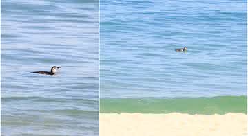 Pinguim na praia de Ipanema - JC Pereira / AgNews