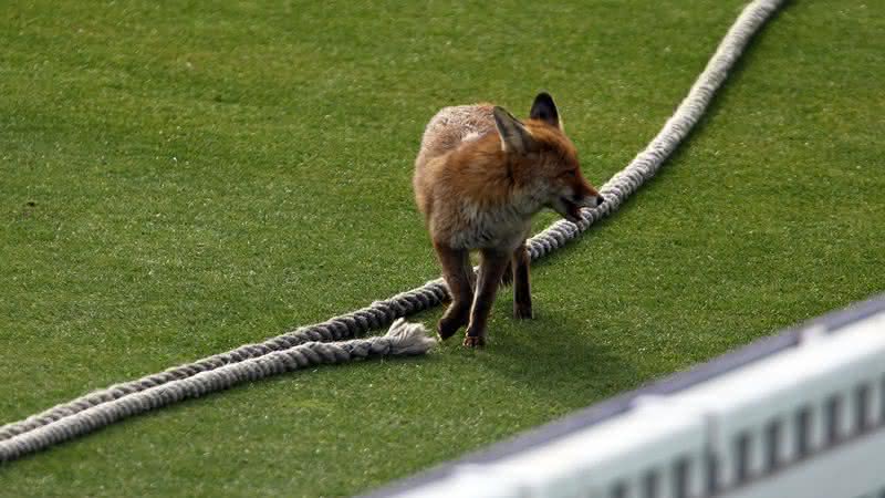 Imagem ilustrativa de uma raposa - Clive Rose/Getty Images