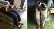 Casal cria pernas falsas para servir de apoio para o gato - Arquivo Pessoal