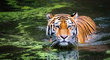 Tigre é procurado na Índia! - Andreas Breitling/Pixabay