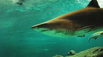 Tubarão foi arrancado da beira do mar em praia movimentada dos Estados Unidos - GM/Pixabay