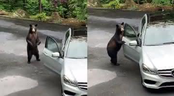 Urso quase destrói carro - Twitter