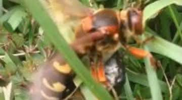 Imagem da vespa asiática "assassina" em vídeo matando rato - Youtube